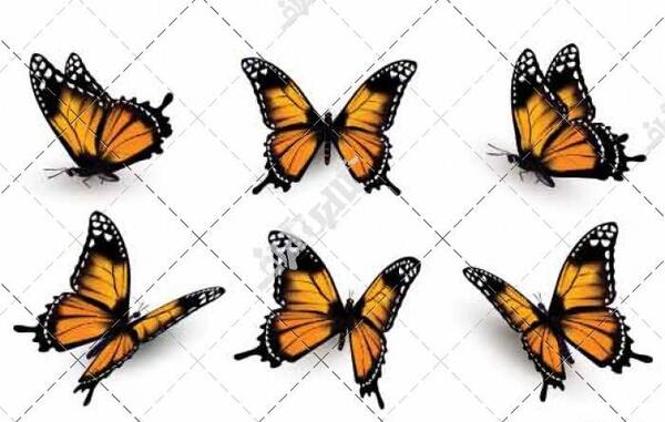 عکس دانلود وکتور پروانه