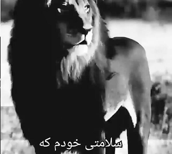 عکس پروفایل لاتی داداش