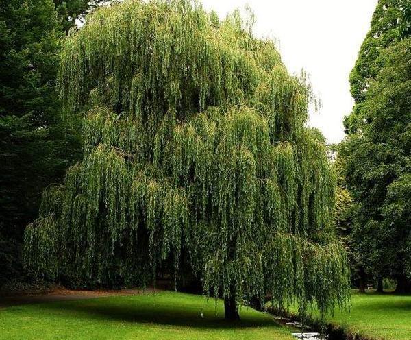 عکس هایی از درخت بید