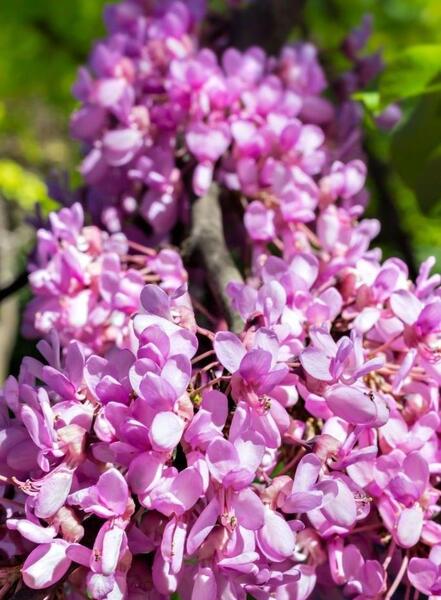 عکس نوشته گل ارغوان