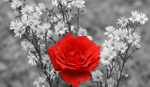 عکس پس زمینه ساده و زیبا گل