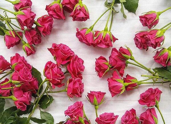 عکس پس زمینه ساده و زیبا گل