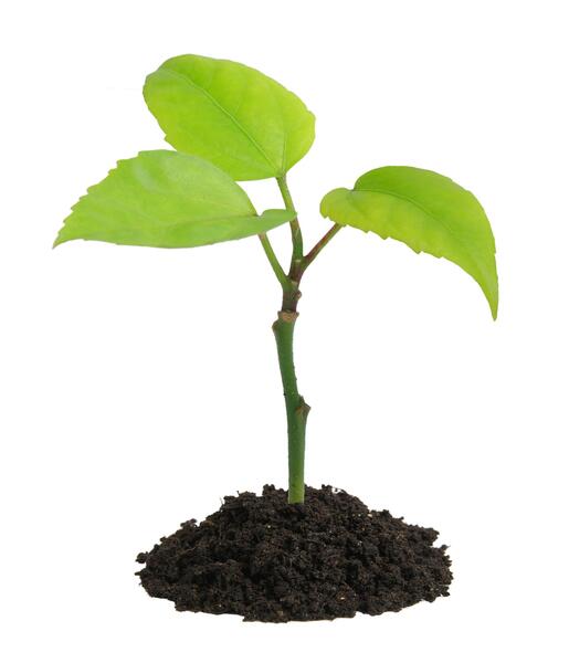 عکس خاک گل