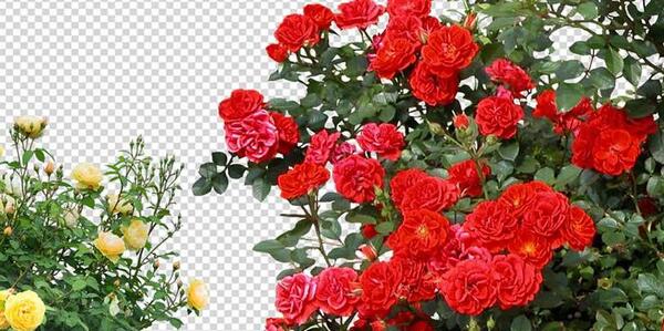 عکس فتوشاپ گل