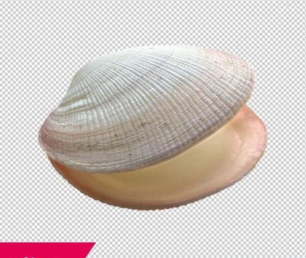 عکس وکتور صدف