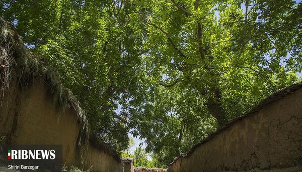 عکس باغ ارغوان شیراز
