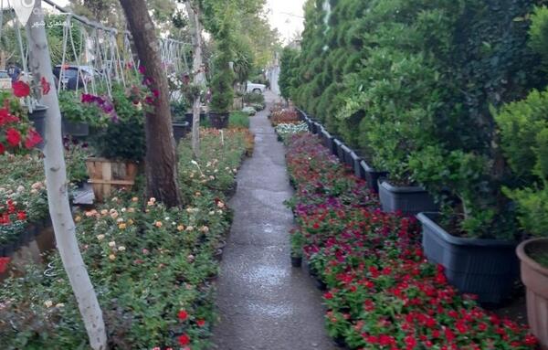 عکس باغ ارغوان شیراز
