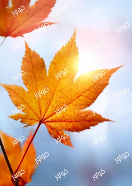 عکس از برگ پاییزی