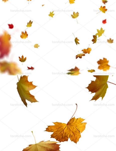 عکس از برگ پاییزی