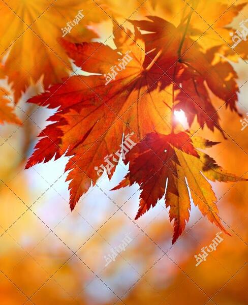 عکس از برگ پاییزی