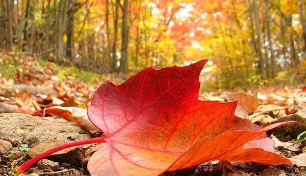 عکس از برگ پاییزی