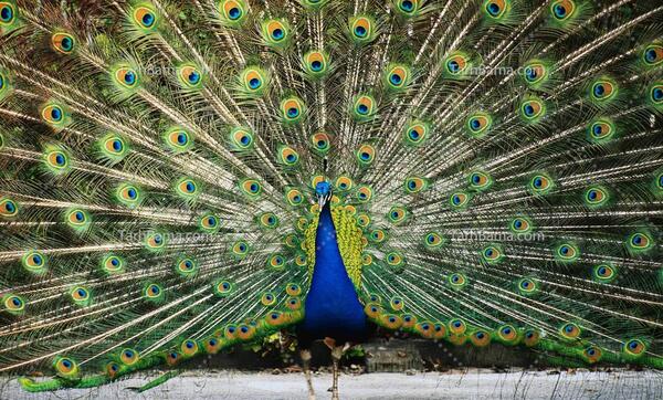 عکس و تصویر طاووس