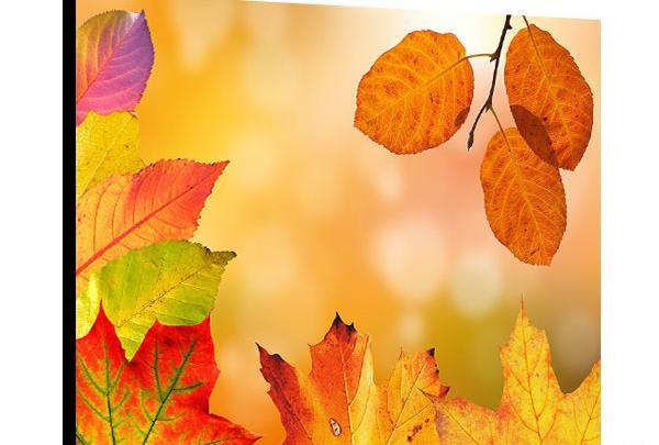 قاب عکس برگ پاییزی