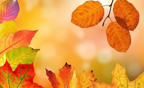 قاب عکس برگ پاییزی