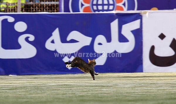 عکس تیم حیوانات