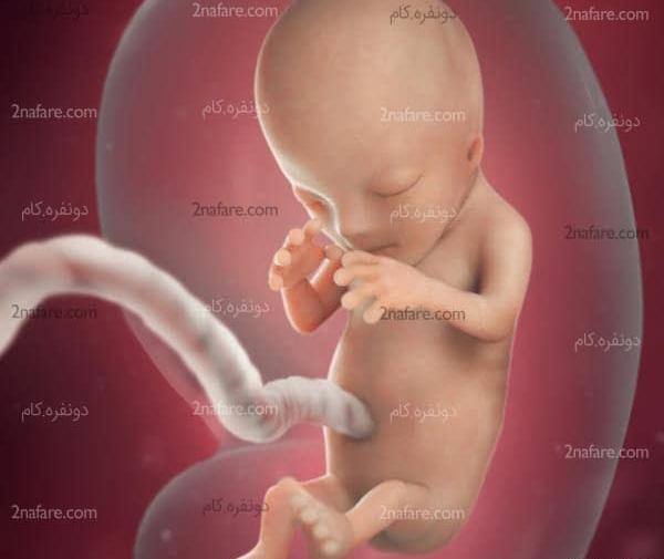عکس و تصویر جنین شش ماهه