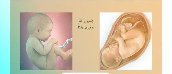 عکس و تصویر جنین شش ماهه