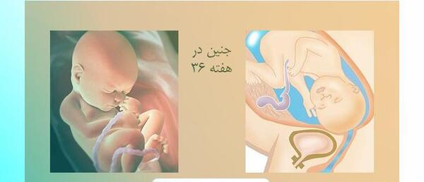 عکس و تصویر جنین شش ماهه