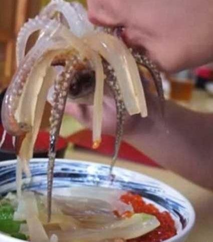 عکس غذا زنده