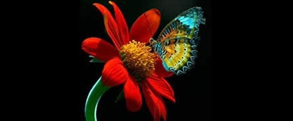 عکس پروفایل داداشای گلم روزتون مبارک