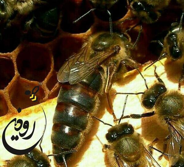 عکس ملکه زنبورعسل ایرانی