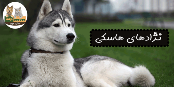 عکس سگ هاسکی سیبرین