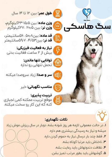 عکس سگ هاسکی سیبرین