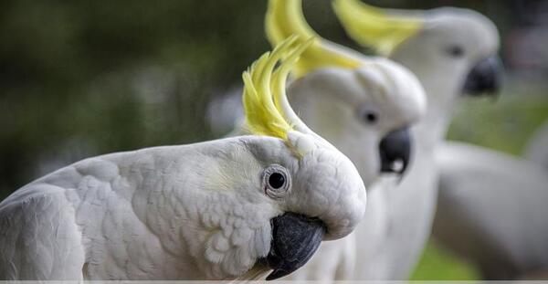 عکس طوطی شاخدار