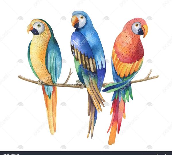 عکس طوطی شاخدار