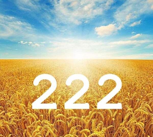 عکس گندم زار در فنگ شویی
