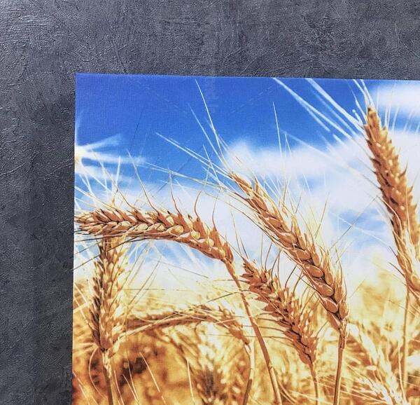 عکس گندم زار در فنگ شویی