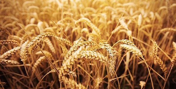 عکس گندم زار در فنگ شویی