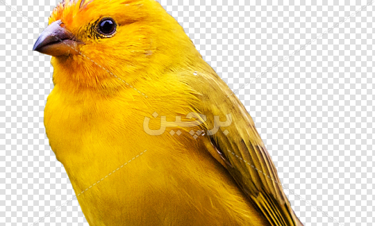 عکس گنجشک نشسته
