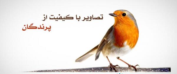 عکس گنجشک نشسته