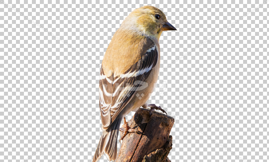 عکس گنجشک نشسته