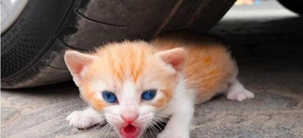 عکس گربه له شده