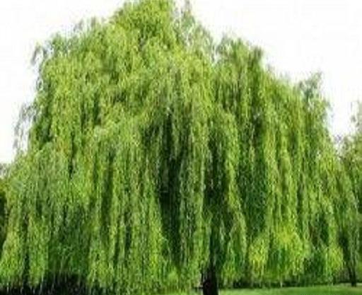 عکس درخت بید فری