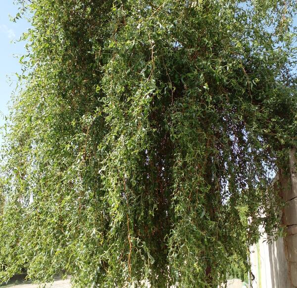 عکس درخت بید فری