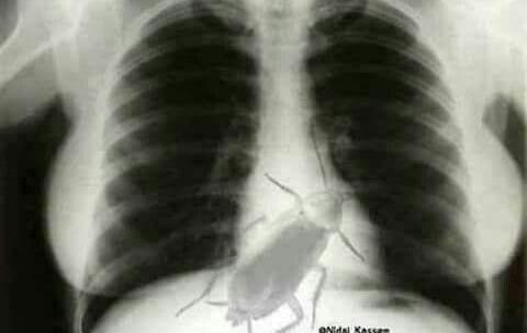 عکس سوسک