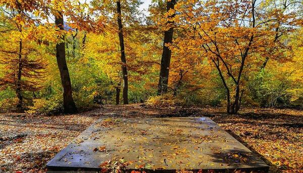 عکس پاییز جنگل های گلستان