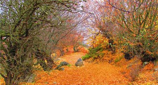 عکس پاییز جنگل های گلستان