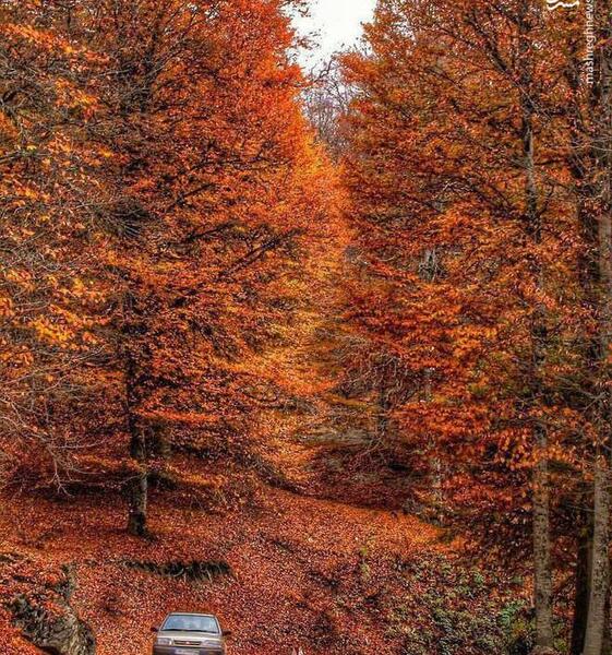 عکس پاییز جنگل های گلستان