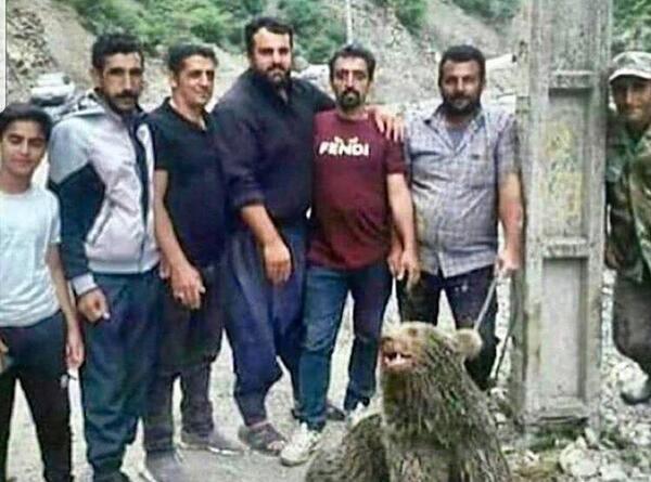 عکس خرس زامبی