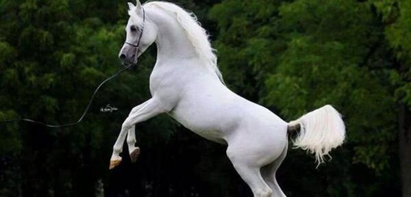 عکس اسب عکس اسب