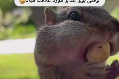 عکس استوری طنز