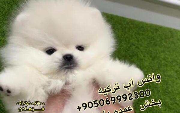 عکس سگ پامر