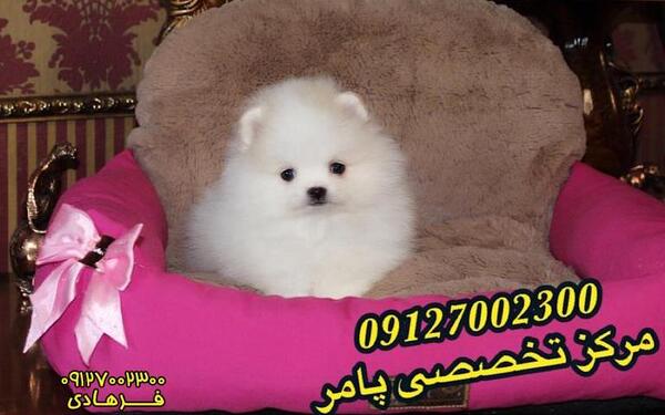 عکس سگ پامر