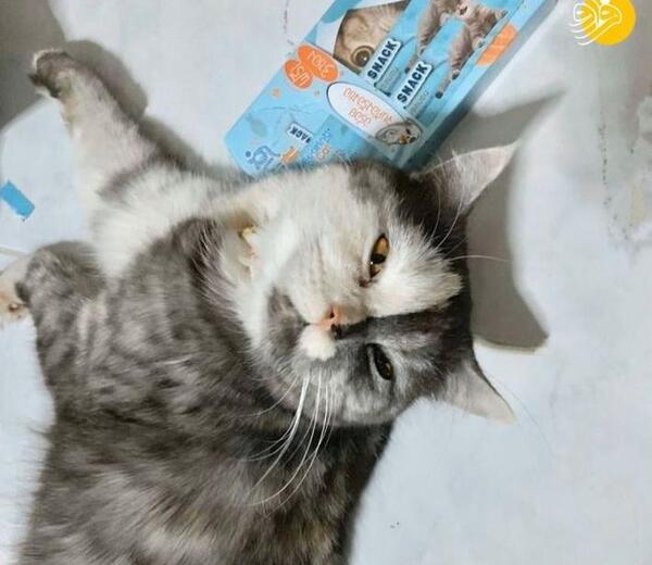 عکس گربه طوسی