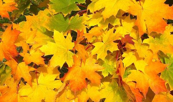 عکس برگ درخت پاییزی