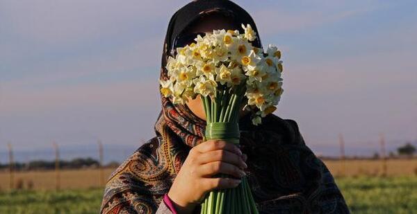عکس گل نرگس هنری